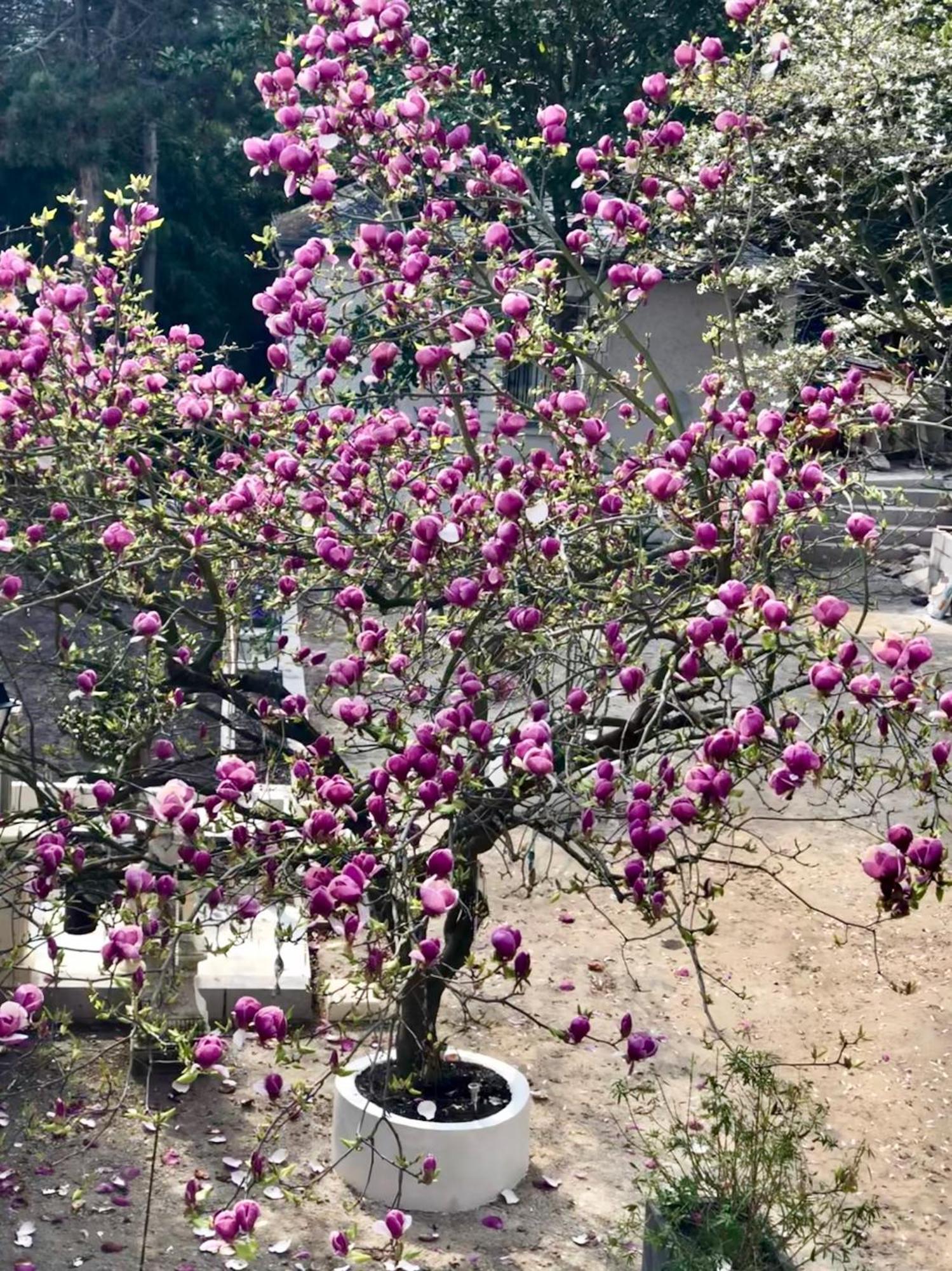 Villa Ananda Huo باريس المظهر الخارجي الصورة